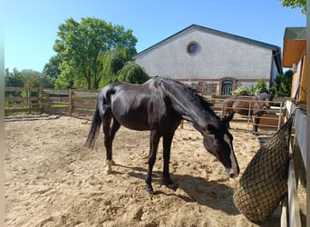 Meer warmbloeden, Merrie, 13 Jaar, 170 cm, Zwart