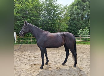 Meer warmbloeden, Merrie, 13 Jaar, 170 cm, Zwart