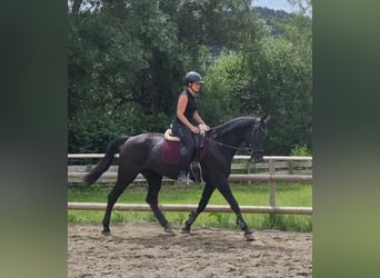 Meer warmbloeden, Merrie, 13 Jaar, 170 cm, Zwart
