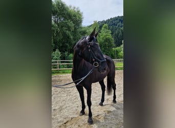 Meer warmbloeden, Merrie, 13 Jaar, 170 cm, Zwart