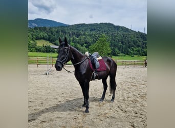 Meer warmbloeden, Merrie, 13 Jaar, 170 cm, Zwart