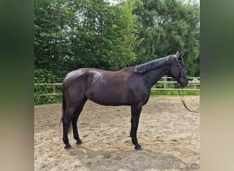 Meer warmbloeden, Merrie, 13 Jaar, 170 cm, Zwart