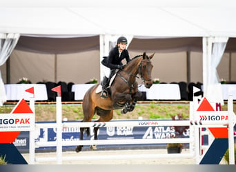 Meer warmbloeden, Merrie, 13 Jaar, Roodbruin