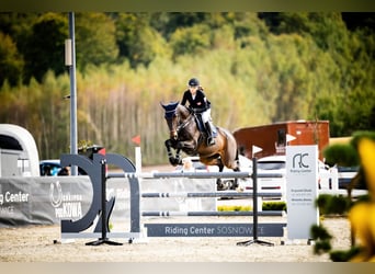 Meer warmbloeden, Merrie, 13 Jaar, Roodbruin