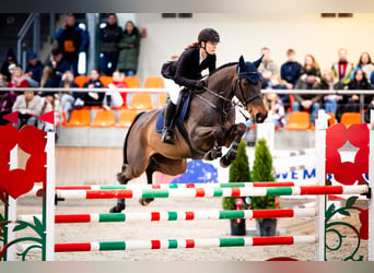 Meer warmbloeden, Merrie, 13 Jaar, Roodbruin