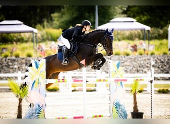 Meer warmbloeden, Merrie, 13 Jaar, Roodbruin