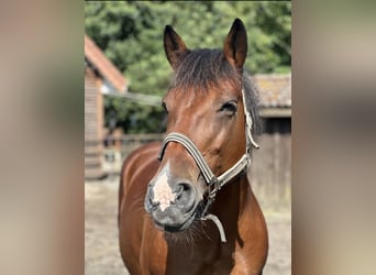 Meer warmbloeden, Merrie, 14 Jaar, 155 cm, Gevlekt-paard