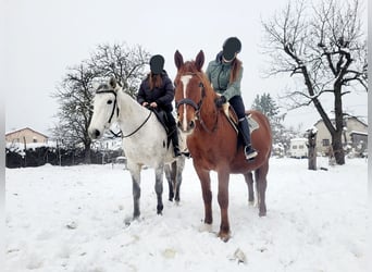 Meer warmbloeden Mix, Merrie, 14 Jaar, 155 cm, Vos