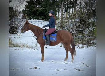 Meer warmbloeden, Merrie, 14 Jaar, 157 cm, Vos