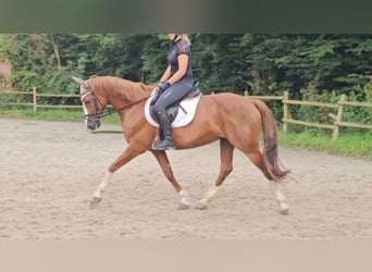 Meer warmbloeden, Merrie, 14 Jaar, 158 cm, Donkere-vos