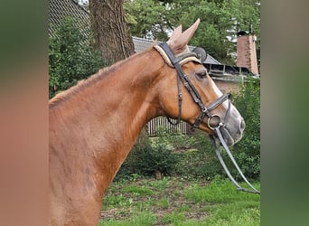 Meer warmbloeden, Merrie, 14 Jaar, 158 cm, Donkere-vos