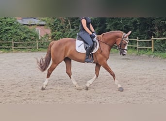 Meer warmbloeden, Merrie, 14 Jaar, 158 cm, Donkere-vos