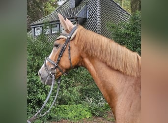 Meer warmbloeden, Merrie, 14 Jaar, 158 cm, Donkere-vos