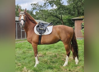 Meer warmbloeden, Merrie, 14 Jaar, 158 cm, Donkere-vos