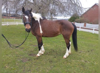Meer warmbloeden, Merrie, 14 Jaar, 160 cm, Gevlekt-paard