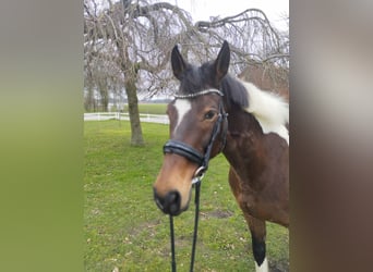 Meer warmbloeden, Merrie, 14 Jaar, 160 cm, Gevlekt-paard