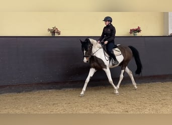 Meer warmbloeden Mix, Merrie, 14 Jaar, 162 cm, Gevlekt-paard