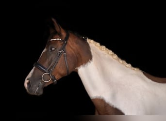 Meer warmbloeden Mix, Merrie, 14 Jaar, 162 cm, Gevlekt-paard