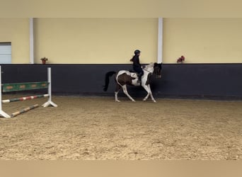 Meer warmbloeden Mix, Merrie, 14 Jaar, 162 cm, Gevlekt-paard