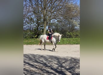 Meer warmbloeden, Merrie, 14 Jaar, 162 cm, Schimmel