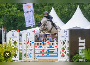 Meer warmbloeden, Merrie, 14 Jaar, 164 cm, Bruin