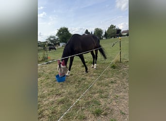 Meer warmbloeden, Merrie, 14 Jaar, 165 cm, Donkerbruin