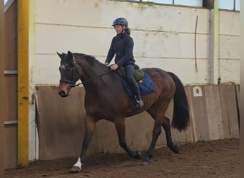 Meer warmbloeden, Merrie, 14 Jaar, 167 cm, Donkerbruin
