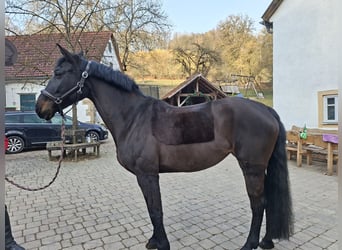 Meer warmbloeden, Merrie, 14 Jaar, 170 cm, Donkerbruin
