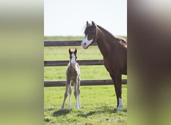 Meer warmbloeden, Merrie, 14 Jaar, Donkere-vos