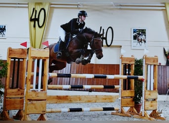 Meer warmbloeden, Merrie, 15 Jaar, 156 cm, Donkerbruin