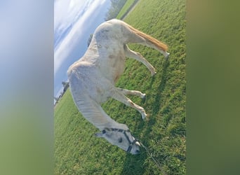 Meer warmbloeden, Merrie, 15 Jaar, 157 cm, Schimmel