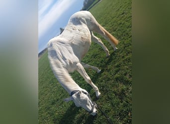 Meer warmbloeden, Merrie, 15 Jaar, 157 cm, Schimmel
