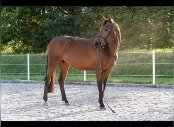 Meer warmbloeden, Merrie, 15 Jaar, 169 cm, Roodbruin