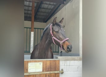 Meer warmbloeden, Merrie, 15 Jaar, 170 cm, Zwartbruin