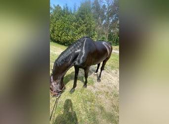 Meer warmbloeden, Merrie, 15 Jaar, 170 cm, Zwartbruin