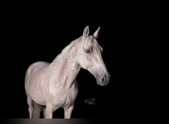 Meer warmbloeden, Merrie, 16 Jaar, 153 cm, Vliegenschimmel