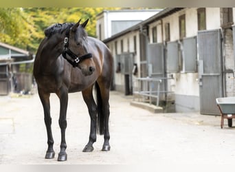 Meer warmbloeden, Merrie, 16 Jaar, 163 cm, Bruin