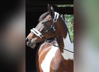 Meer warmbloeden, Merrie, 16 Jaar, 166 cm, Gevlekt-paard