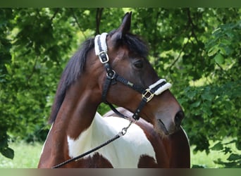 Meer warmbloeden, Merrie, 16 Jaar, 166 cm, Gevlekt-paard