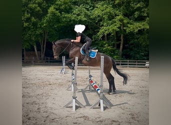Meer warmbloeden, Merrie, 16 Jaar, 172 cm, Donkerbruin