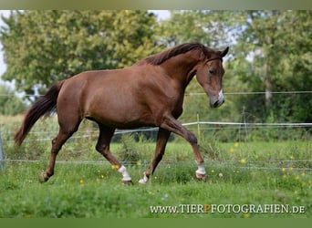 Meer warmbloeden Mix, Merrie, 16 Jaar, 173 cm, Donkere-vos
