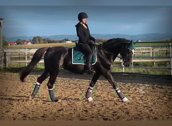 Meer warmbloeden, Merrie, 17 Jaar, 158 cm, Zwart