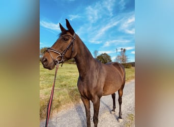 Meer warmbloeden, Merrie, 17 Jaar, 158 cm, Zwartbruin