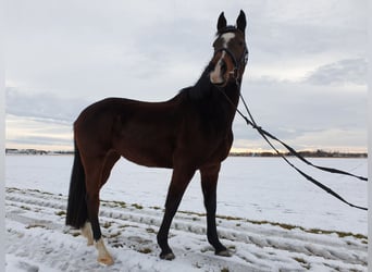 Meer warmbloeden, Merrie, 17 Jaar, 160 cm, Bruin