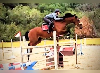 Meer warmbloeden, Merrie, 17 Jaar, 169 cm, Bruin