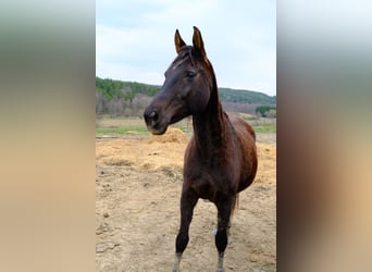 Meer warmbloeden, Merrie, 18 Jaar, 160 cm, Zwart