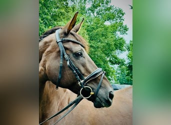 Meer warmbloeden, Merrie, 18 Jaar, 168 cm, Donkere-vos