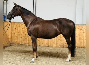 Meer warmbloeden, Merrie, 18 Jaar, 168 cm, Donkere-vos