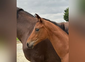 Meer warmbloeden, Merrie, 18 Jaar, 168 cm, Donkere-vos