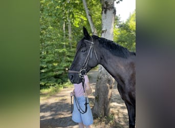 Meer warmbloeden, Merrie, 18 Jaar, 168 cm, Zwart